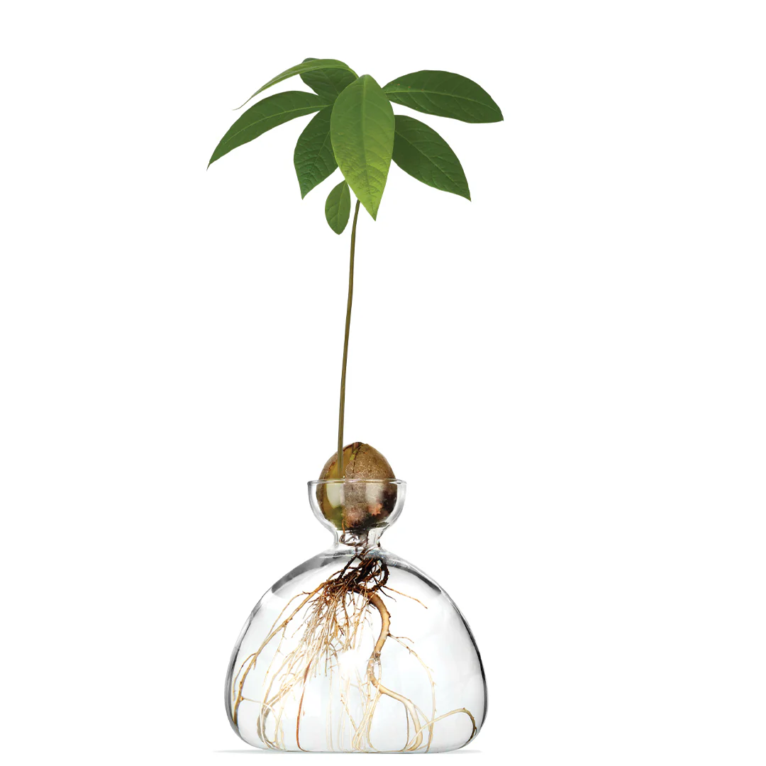 Avocado Vase Clear - Image 4