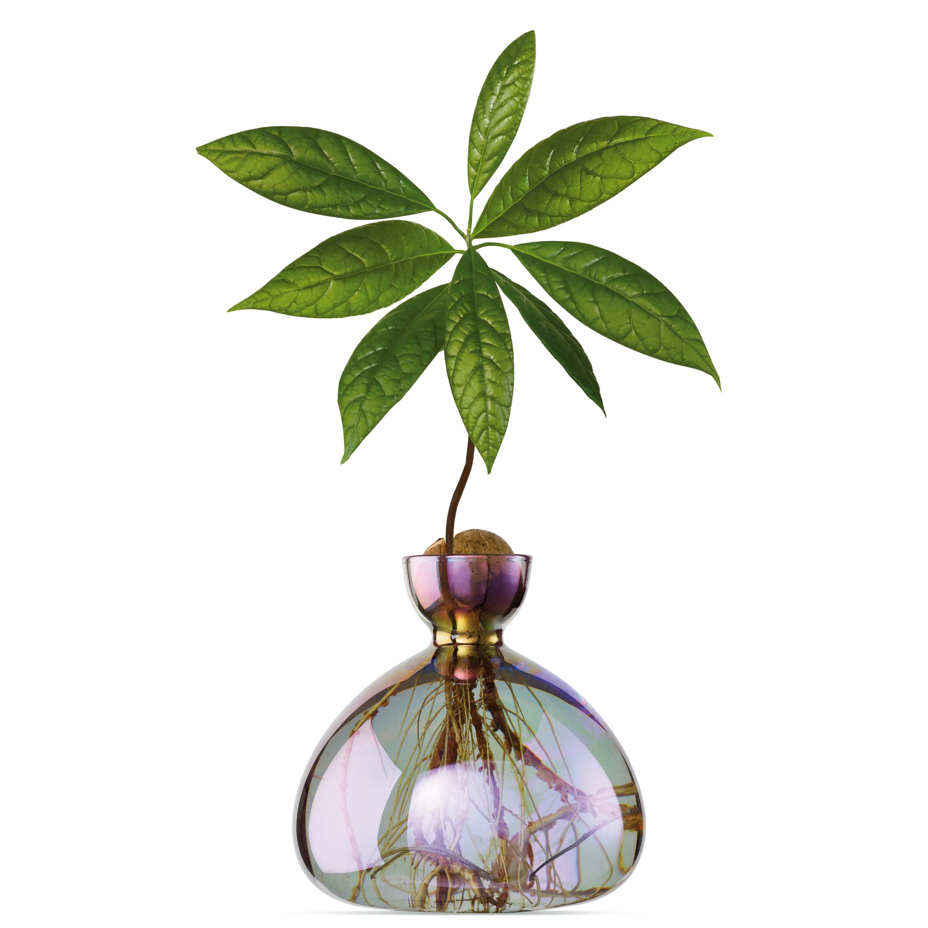 Avocado Vase and Acorn Vase