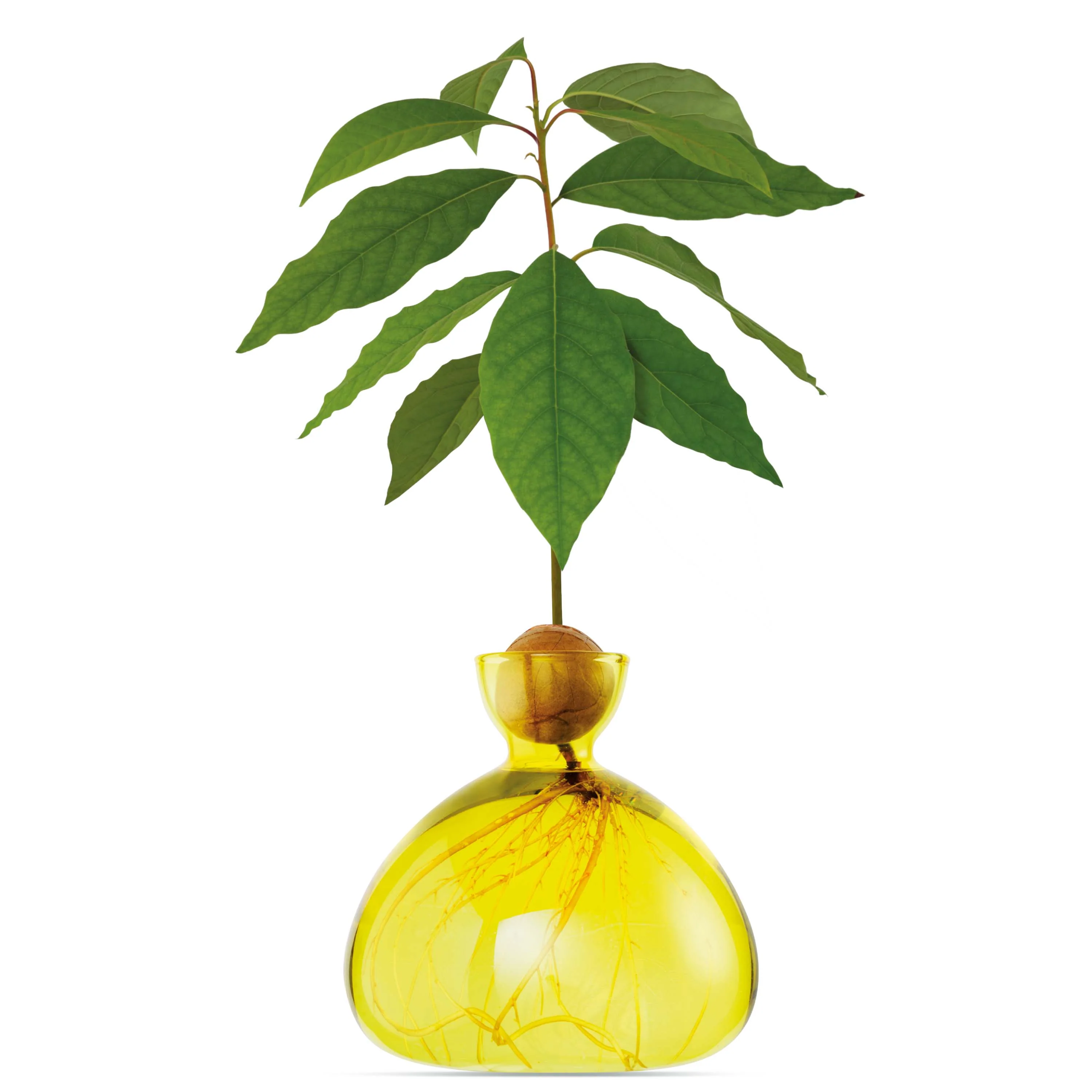 Avocado Coloured Vase